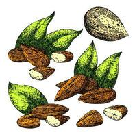 almond nut set sketch hand drawn vector