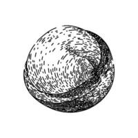 macadamia nuez comida bosquejo mano dibujado vector