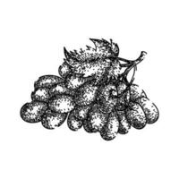 grape bunch blue sketch hand drawn vector