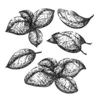 basil leaf herb set sketch hand drawn vector