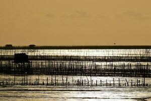 Background Silhouette Evening Sunset of the muddy sea in Thailand photo