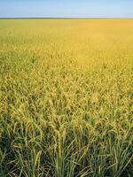 green wheat field photo