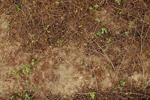 moss on the ground photo