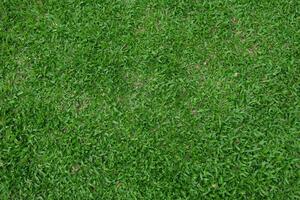 old green grass field texture photo