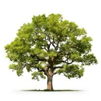 Oak tree isolated. Illustration AI Generative photo