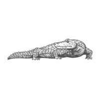 Alligator sketch, crocodile ancient aztec animal vector