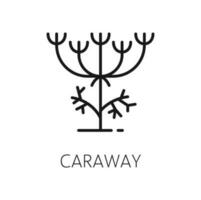 Caraway seeds, cumin plant outline culinary herb vector