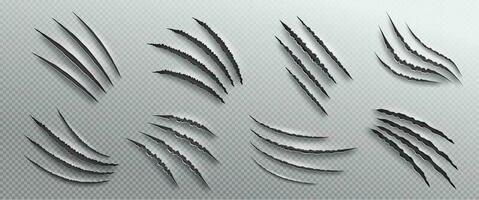 Realistic set of animal claw marks vector