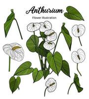 Anthurium Flowers Coloring Book Hand Drawn Illustration vector