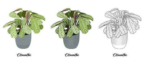 House plant coloring book hand drawn illustration vector