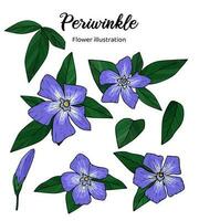 Periwinkle Flowers Coloring Book Hand Drawn Illustration vector