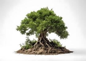 Tree with roots isolated on white background. photo