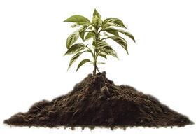 green plant growing in soil isolated on white background photo