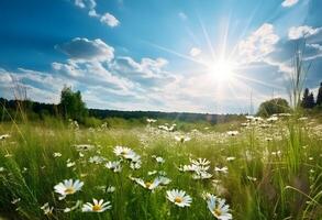 Beautiful summer landscape with daisies in the meadow. photo