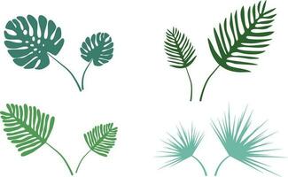 Palm leaves, vector. vector