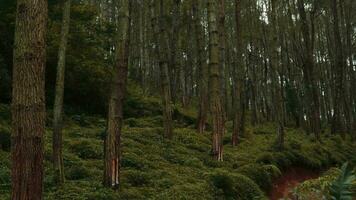 un' foresta pieno di verde alberi sopra il montagne video