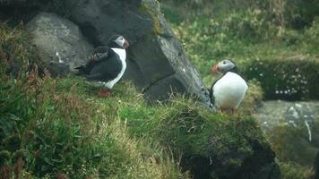 Several icelandic puffin birds in a close up with red beaks on a rocky coast. video