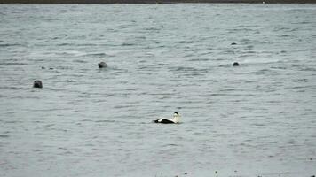 Seals in the cold water of the glacier lagoon in Iceland. video