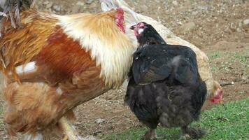 Free range male and female chickens on a grassy area in Iceland. video