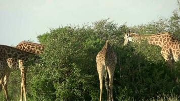 mooi giraffe in de wild natuur van Masai mara Afrika. video