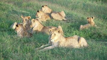 indrukwekkend wild leeuwen in de wilds van Afrika in Masai mara. video