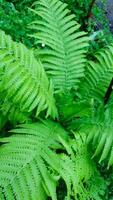 succulent green fern leaves in natural photo