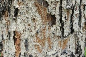 Texture and coloured Tree Bark closeup,hard bark tree woody surface,the Bark of an old thick tree light truk with dark cracks photo