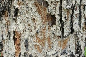 textura y de colores árbol ladrar primer plano, duro ladrar árbol leñoso superficie, la ladrar de un antiguo grueso árbol ligero truk con oscuro grietas foto