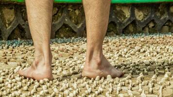 Men's feet are stepping on a pebble arrangement for therapy photo