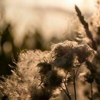 Dry brown plants on a light background. Beautiful landscape for a postcard or poster. photo