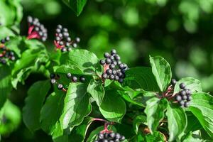 cornus sanguinea es un perenne planta de el césped familia. ornamental arbusto con negro incomible bayas. imagen con espacio para texto foto