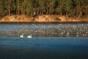 Two swans and seagulls on the lake at sunset. Beautiful water landscape in the sun. Postcard with place for text. photo