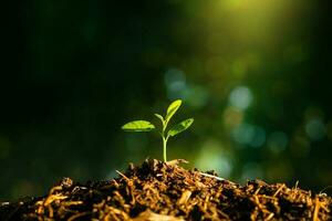 Plant,Seedlings grow in soil with sun light. Planting trees to reduce global warming. photo
