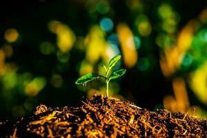 Seedling are growing in the soil with backdrop of the sunlight. Planting trees to reduce global warming. photo
