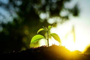 Seedling are growing in the soil with backdrop of the sunlight. Planting trees to reduce global warming. photo