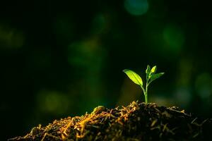 Plant,Seedlings grow in soil with sun light. Planting trees to reduce global warming. photo