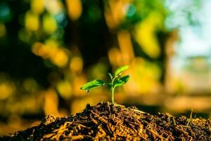 Plant,Seedlings grow in soil with sun light. Planting trees to reduce global warming. photo