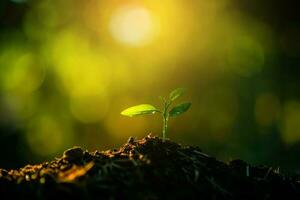 Seedling are growing in the soil with backdrop of the sunlight. Planting trees to reduce global warming. photo