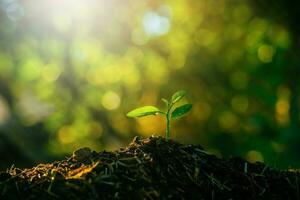 Seedling are growing in the soil with backdrop of the sunlight. Planting trees to reduce global warming. photo