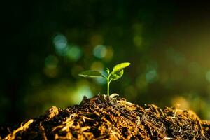 Seedling are growing in the soil with backdrop of the sunlight. Planting trees to reduce global warming. photo