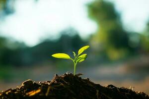 Seedling are growing in the soil with backdrop of the sunlight. Planting trees to reduce global warming. photo