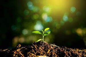 Seedling are growing in the soil with backdrop of the sunlight. Planting trees to reduce global warming. photo