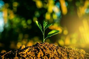 Seedling are growing in the soil with backdrop of the sunlight. Planting trees to reduce global warming. photo