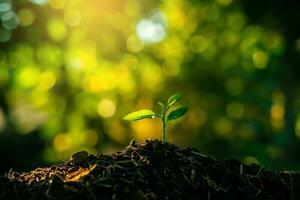 Seedling are growing in the soil with backdrop of the sunlight. Planting trees to reduce global warming. photo