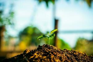 Seedling are growing in the soil with backdrop of the sunlight. Planting trees to reduce global warming. photo