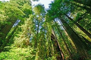 Looking up into Forest Giants photo