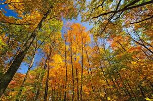 colores de otoño en el bosque foto