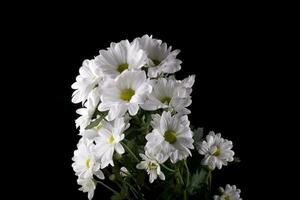 white delicate decorative flower chrysanthemum on a black smooth background photo