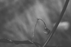 strange twisted shape of a climbing plant growing on a fence in close-up photo