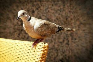 wild free bird pigeon sitting on a chair in a cafe by the ocean on a warm summer day photo